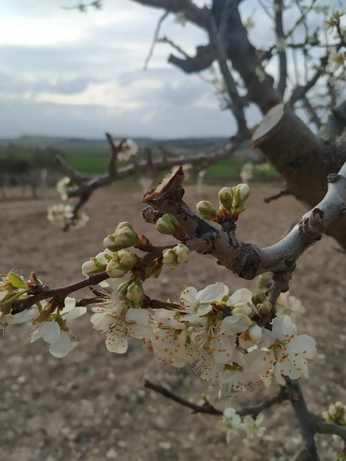 Casa Rural La Morena Castroverde de Cerrato 外观 照片